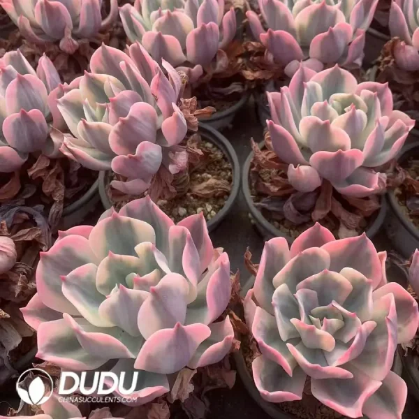 Echeveria Imbricata Variegated - Image 2