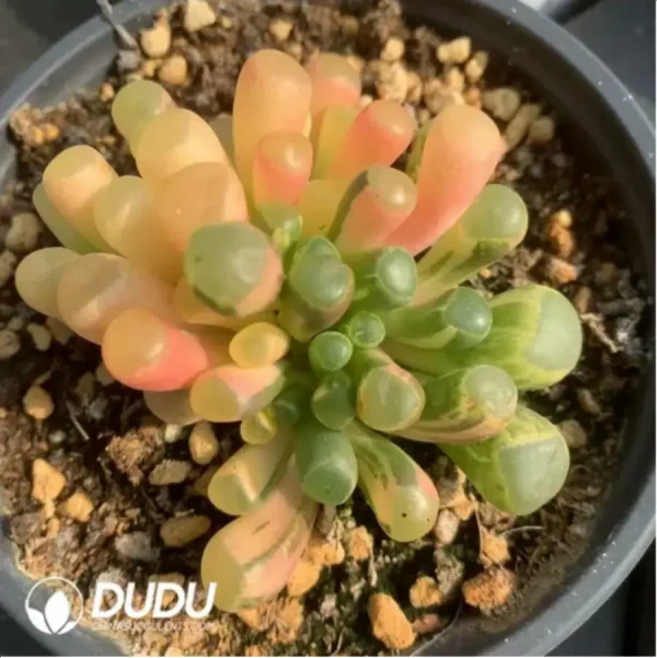 Fenestraria Aurantiaca Variegated - Image 1