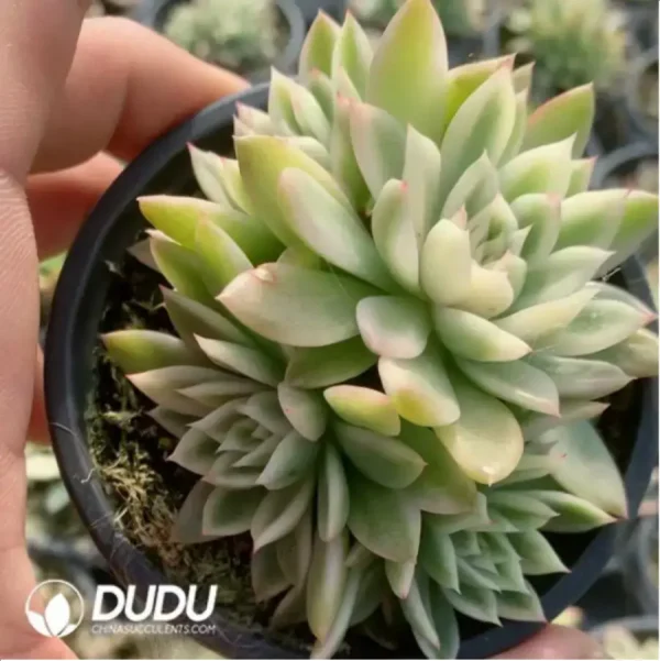 1756117806-1-477.webp Echeveria Butterflies Variegated Clustering - Image 1