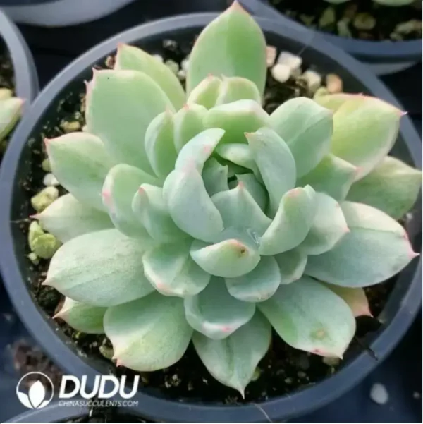 1756117807-1-476.webp Echeveria Queen Maria Variegated - Image 1