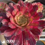 Aeonium Dancing Tianji Variegated