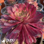 Aeonium Dancing Tianji Variegated - Image 2