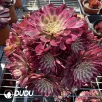 Aeonium Xian Mo clustering