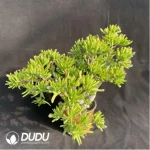 Crassula Obliqua Gollum Clustering - Image 3