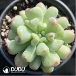 Echeveria Jasmine Grapes