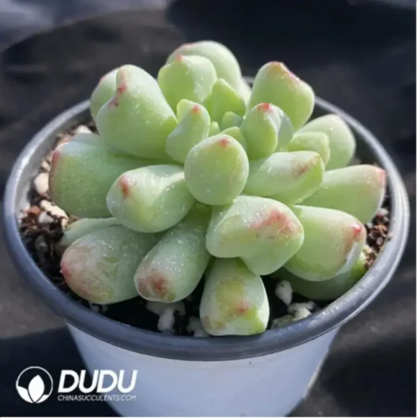 1756117824-2-141.webp Echeveria Jasmine Grapes - Image 2