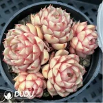 Echeveria Benba Clustering