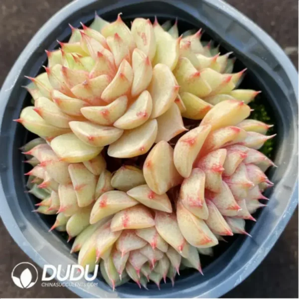 Echeveria Benba Clustering - Image 2