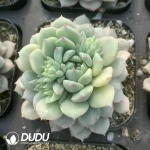 Echeveria Chrissy N Ryan Variegated