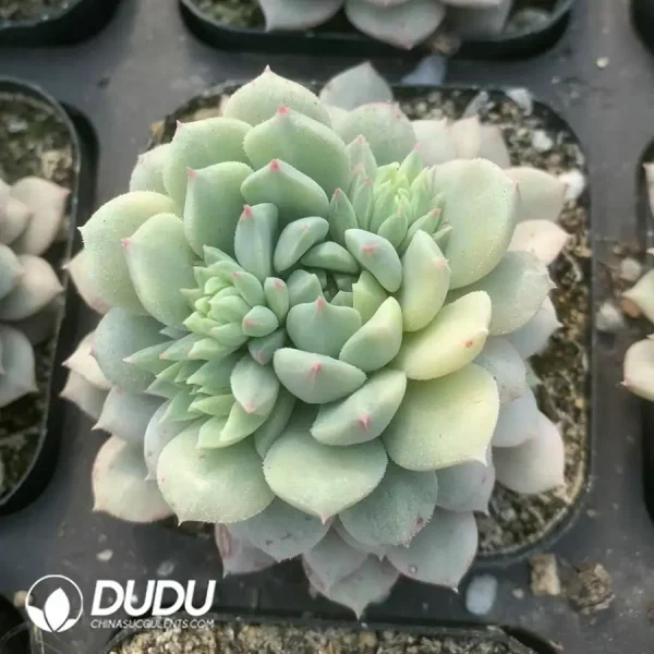 Echeveria Chrissy N Ryan Variegated - Image 1