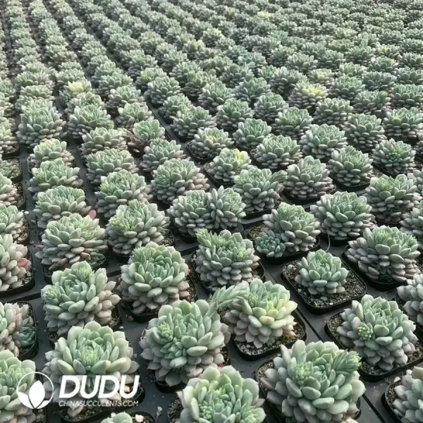 Echeveria Chrissy N Ryan Variegated - Image 2