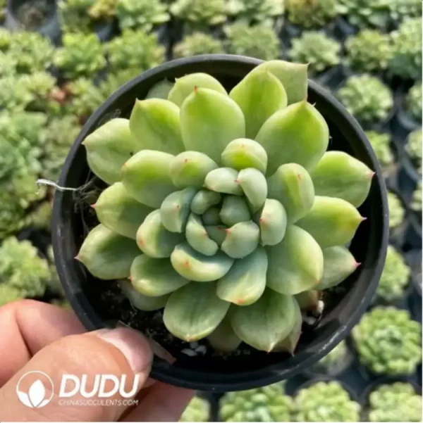 Echeveria Ice Angel Variegated - Image 1