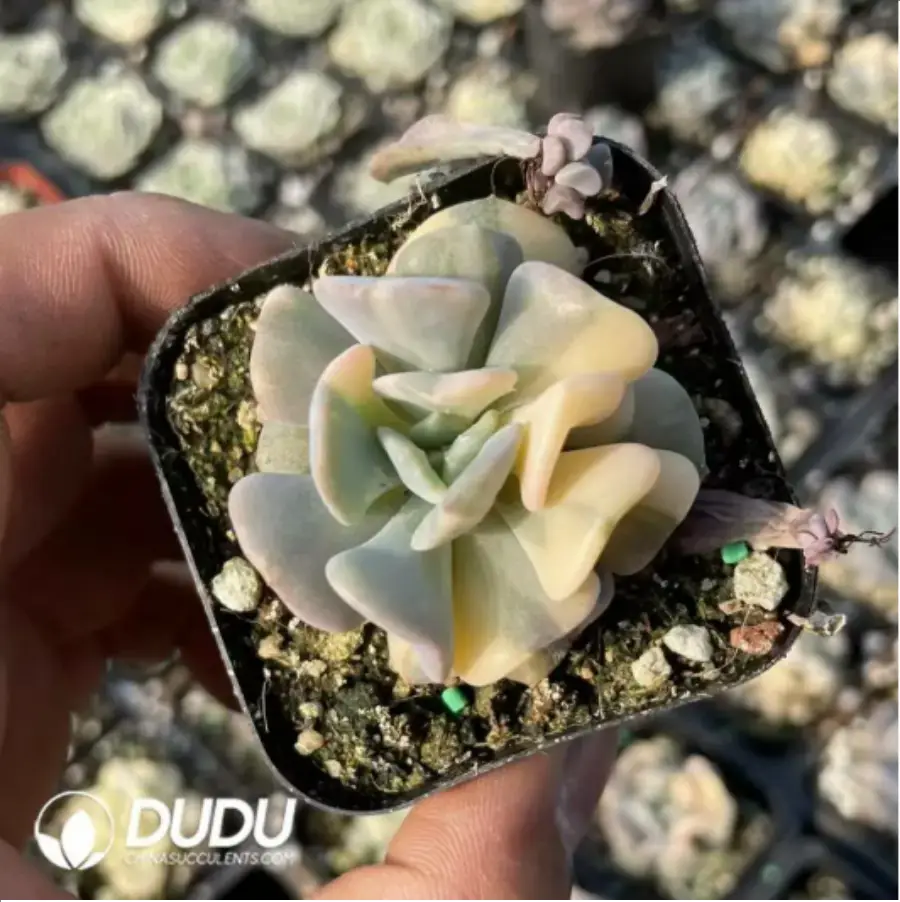 1756117866-1-468.webp 60MM Echeveria Exotic Variegated - Image 1