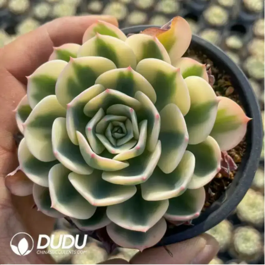 1756117886-1-464.webp Echeveria Lenore Dean with lateral bud - Image 1