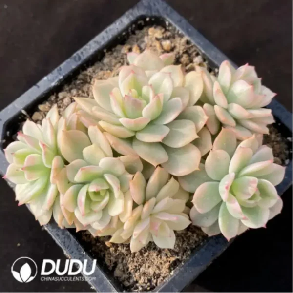 1756117888-1-462.webp Echeveria Deren-Oliver Variegated Clustering - Image 1