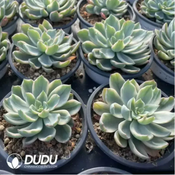 1756117889-1-128.webp Echeveria Rain drops variegated - Image 1