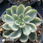 Echeveria Rain drops variegated - Image 3