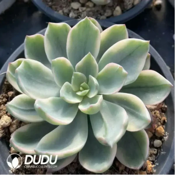 Echeveria Rain drops variegated - Image 3