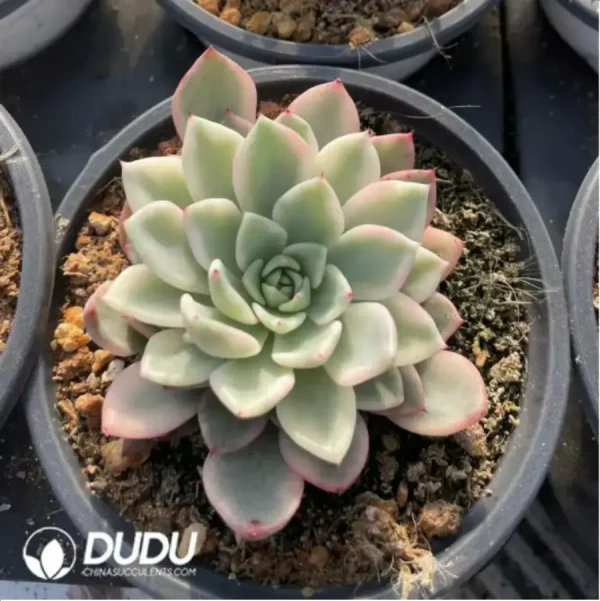 1756117892-1-461.webp Echeveria Cuspidata Var Zaragozae Variegated - Image 1