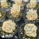 Echeveria Exotic Marginata Variegated - Image 2