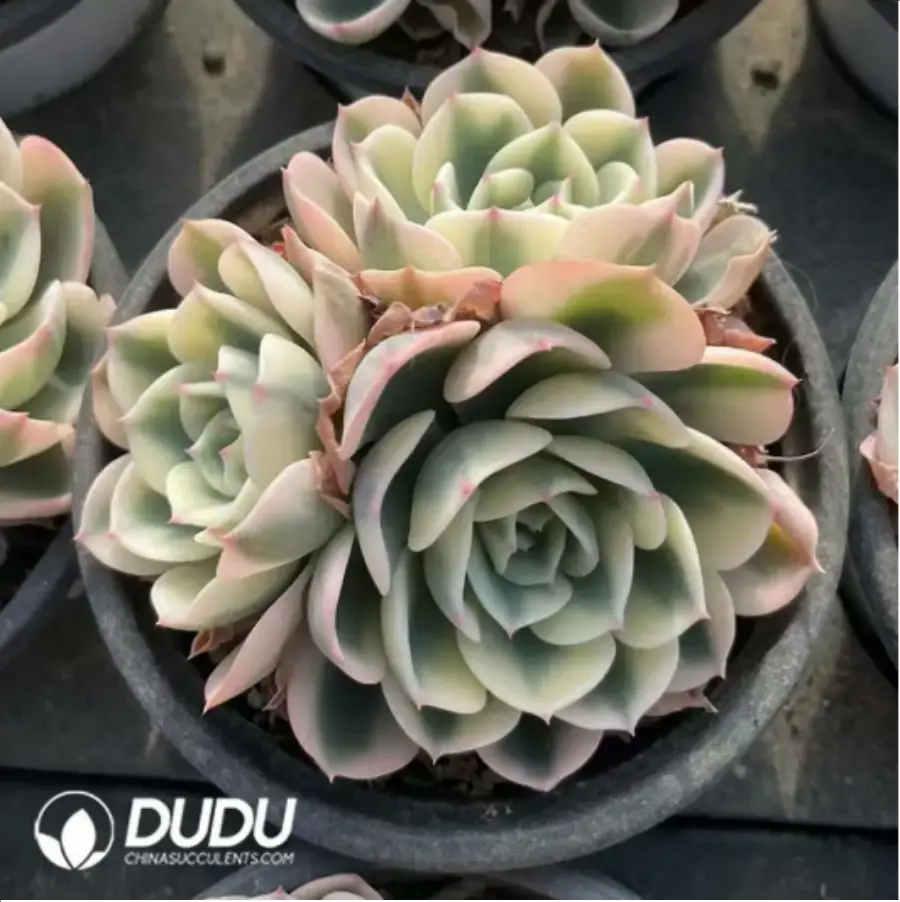 1756117900-1-459.webp Echeveria Lenore Dean Three Heads Clustering - Image 1