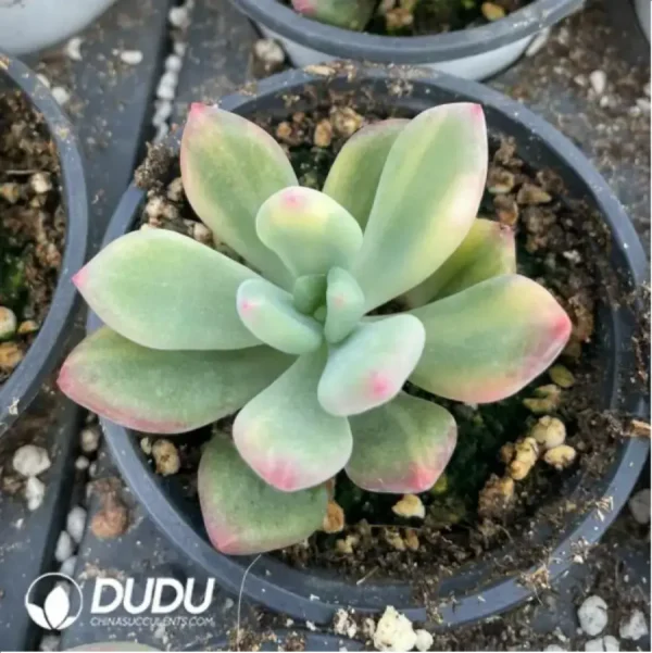 1756117901-1-458.webp Pachyphytum 'Doctor Cornelius Variegated - Image 1