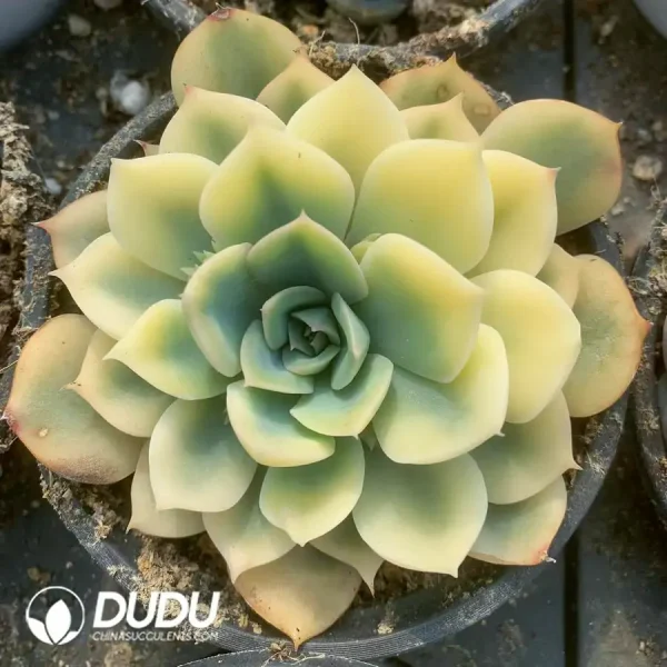 1756117902-e201-20.webp Echeveria Fiona Marginata Varigated - Image 1