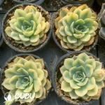 Echeveria Fiona Marginata Varigated - Image 2