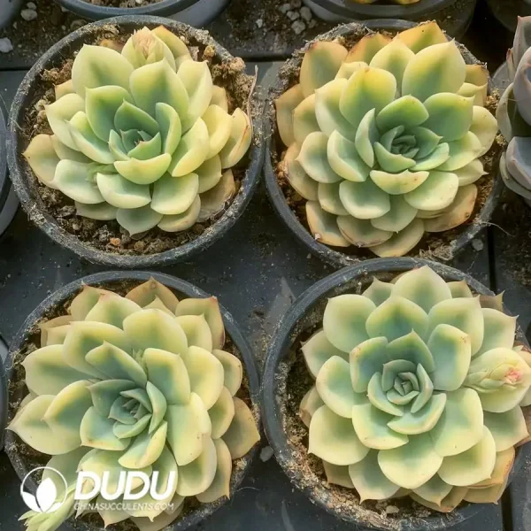 Echeveria Fiona Marginata Varigated - Image 2