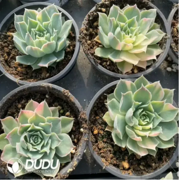1756117910-1-457.webp Echeveria simulans Ascension Variegated( - Image 1