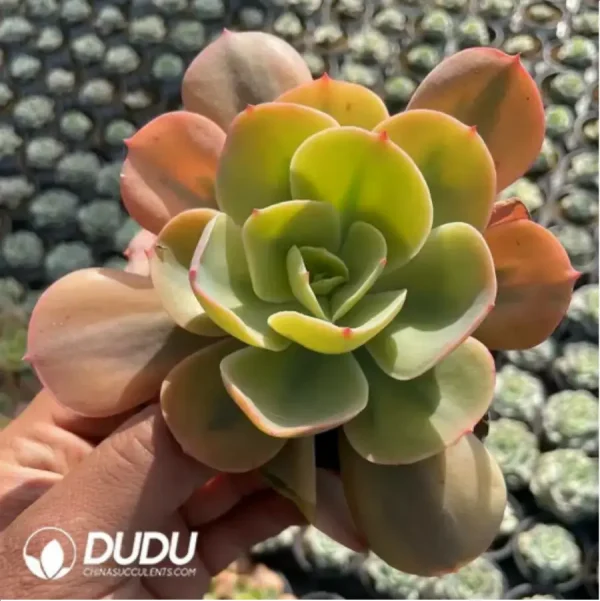 Echeveria No name Hybridization variegated - Image 1