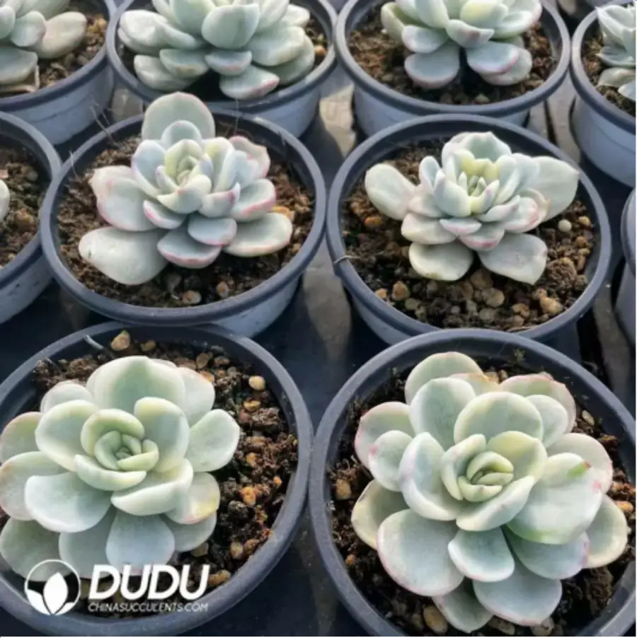 1756117915-1-121.webp Echeveria FriendShip Variegated - Image 1