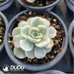 Echeveria FriendShip Variegated - Image 2