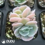 Echeveria 'Blue Surprise Varigated Double Head