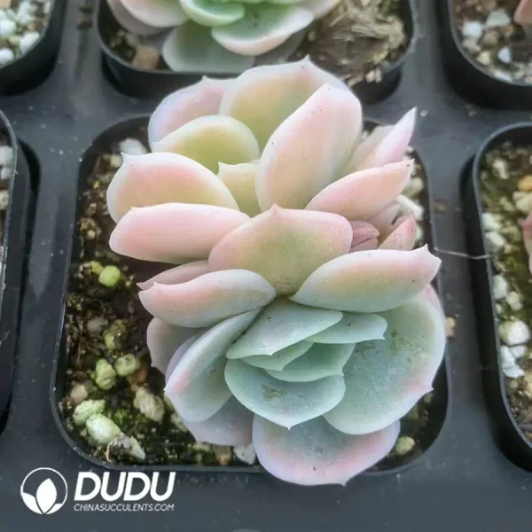 Echeveria 'Blue Surprise Varigated Double Head - Image 1