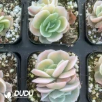 Echeveria 'Blue Surprise Varigated Double Head - Image 2