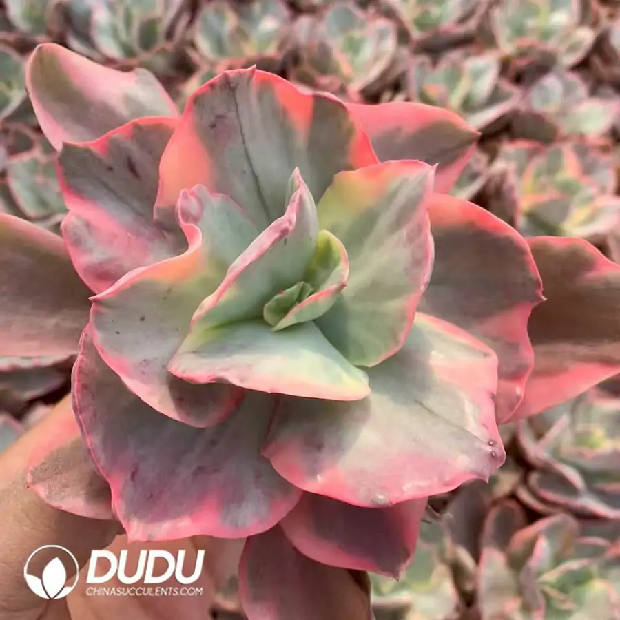 1756117921-e201-46.webp Echeveria Xiyan Variegated - Image 1