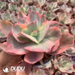 Echeveria Xiyan Variegated - Image 2