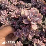 Graptoveria Mrs Richards/Graptoveria Gypsy Variegated Clustering