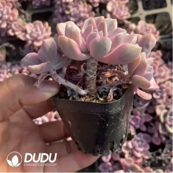 Graptoveria Mrs Richards/Graptoveria Gypsy Variegated Clustering - Image 3