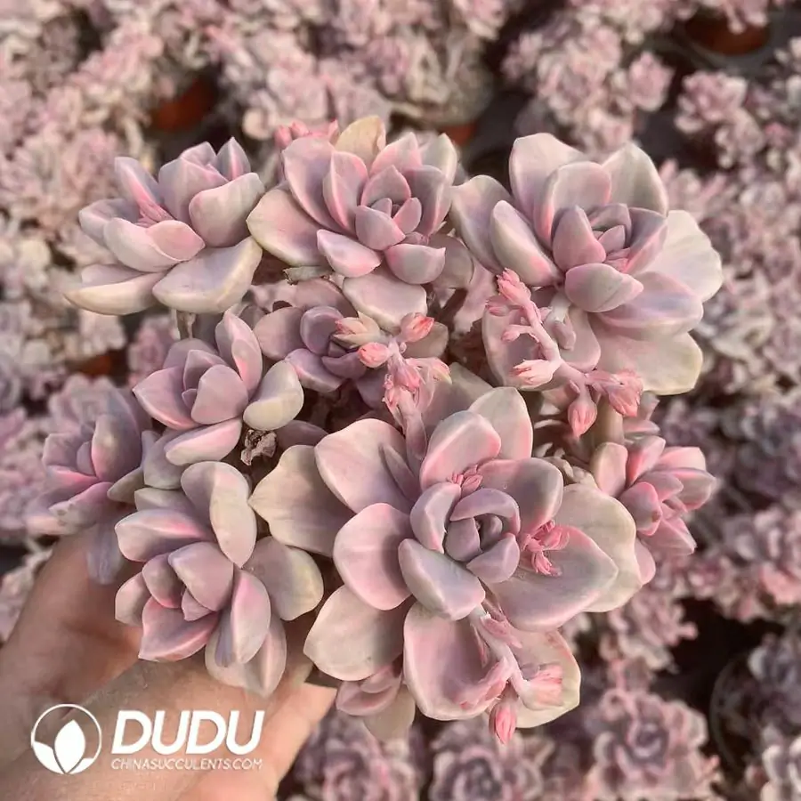 1756117926-e201-51.webp Graptoveria Mrs Richards/Gypsy Variegated Clustering (Not responsible for broken branches) - Image 1