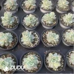 Echeveria Rasberry Ice Variegated