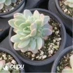 Echeveria Rasberry Ice Variegated - Image 2