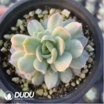 Echeveria Rasberry Ice Variegated - Image 3