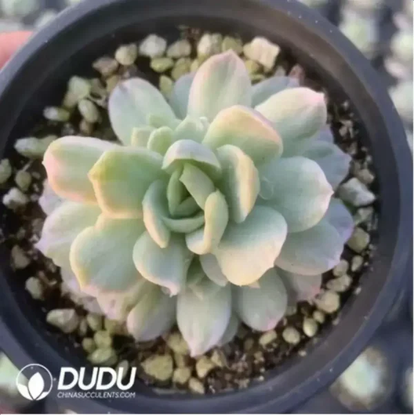 Echeveria Rasberry Ice Variegated - Image 3