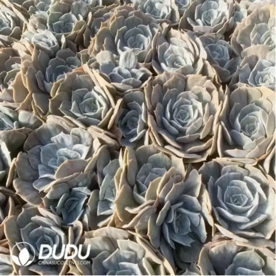 1756117934-1-118.webp Echeveria Marvel Variegated - Image 1