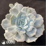 Echeveria Marvel Variegated - Image 2