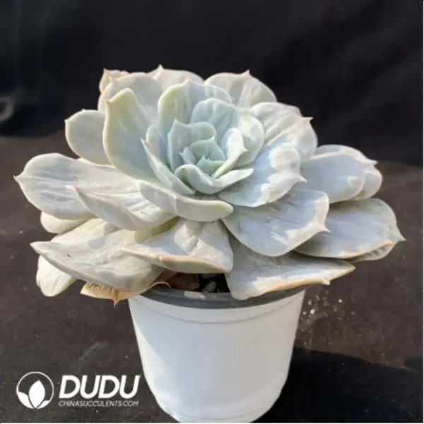 Echeveria Marvel Variegated - Image 3