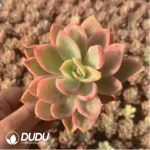 Echeveria Joy Variegated - Image 3