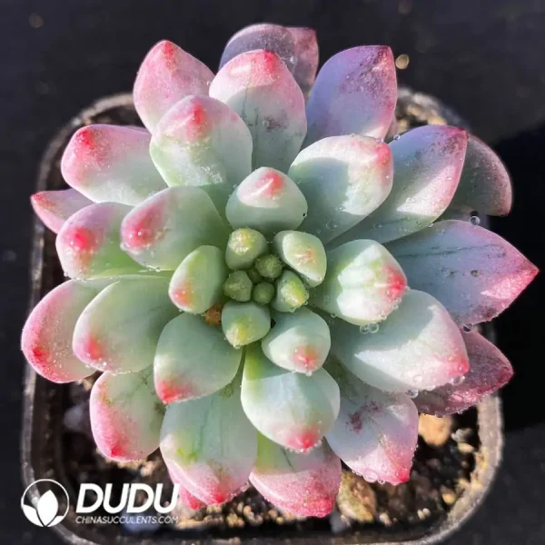 Echeveria x Sedeveria' Blue Elf Stone Variegated - Image 1